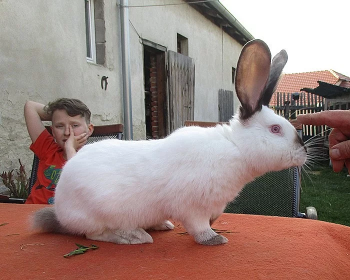 Samci kříženci BO