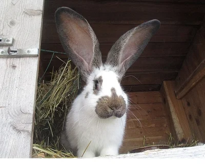 Samci kříženci BO