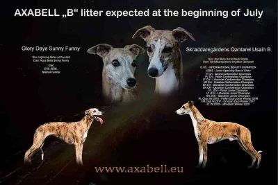Whippet / vipet - štěňata s PP