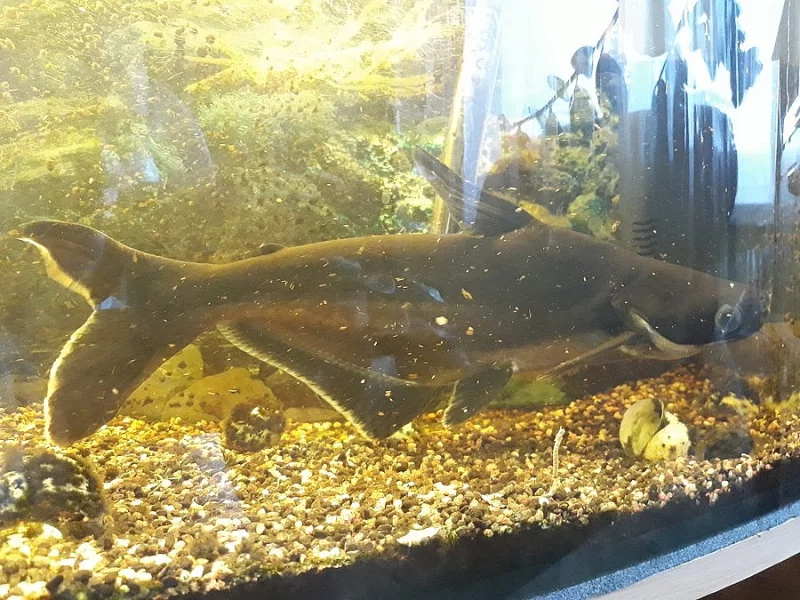 Pangas Spodnooký