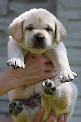 Štěňátka zlatých retrívrů a labrador
