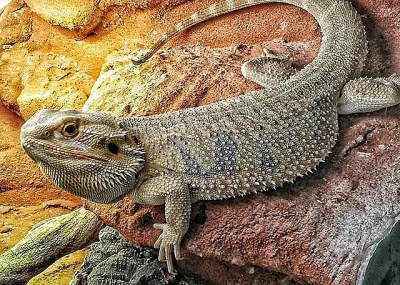 Agama vousatá + terárium a příslušenství