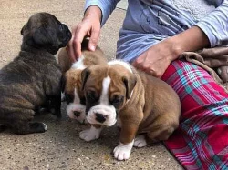 Boxer