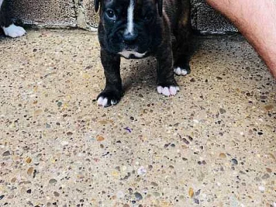Boxer