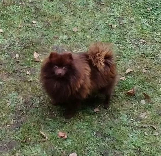 Německý špic malý