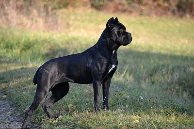 Cane corso