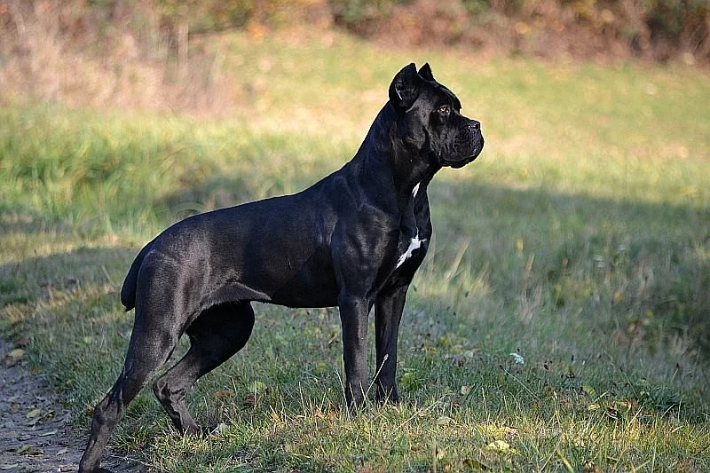 Cane corso