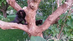 Černá koťata - Chlumec nad Cidlinou