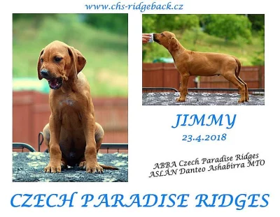 Rodéský ridgeback s PP