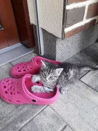 Koťata