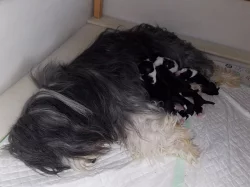 Bearded collie