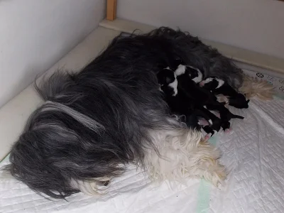Bearded collie