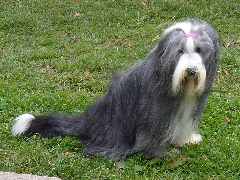Bearded collie