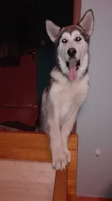 Daruji do dobrych rukou