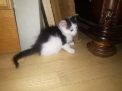 Očkovaná, odčervená zdravá koťátka