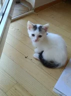 Očkovaná, odčervená zdravá koťátka