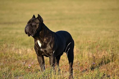 Cane corso