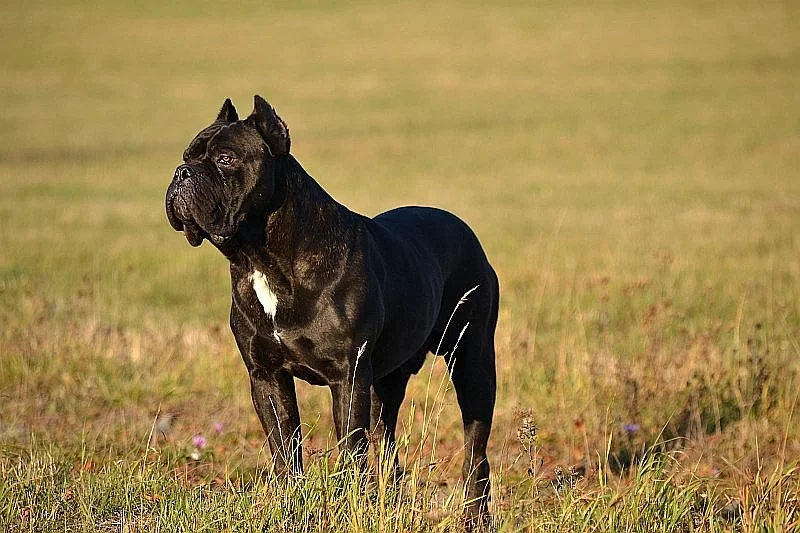 Cane corso