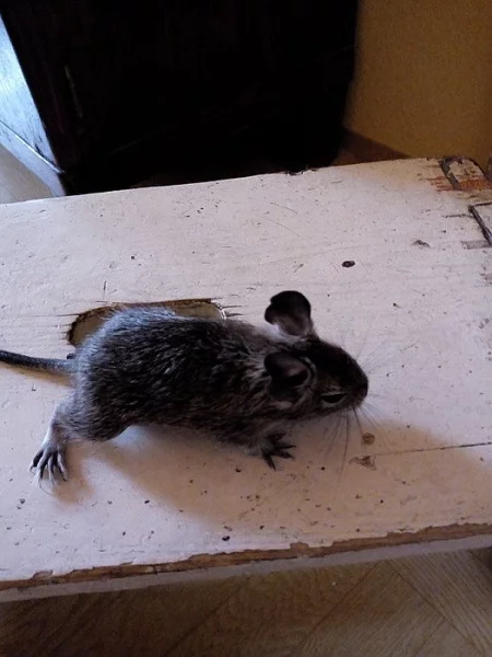 Mláďata osmáka degu
