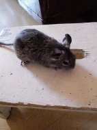 Mláďata osmáka degu