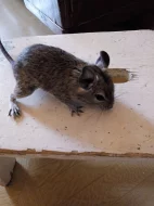Mláďata osmáka degu