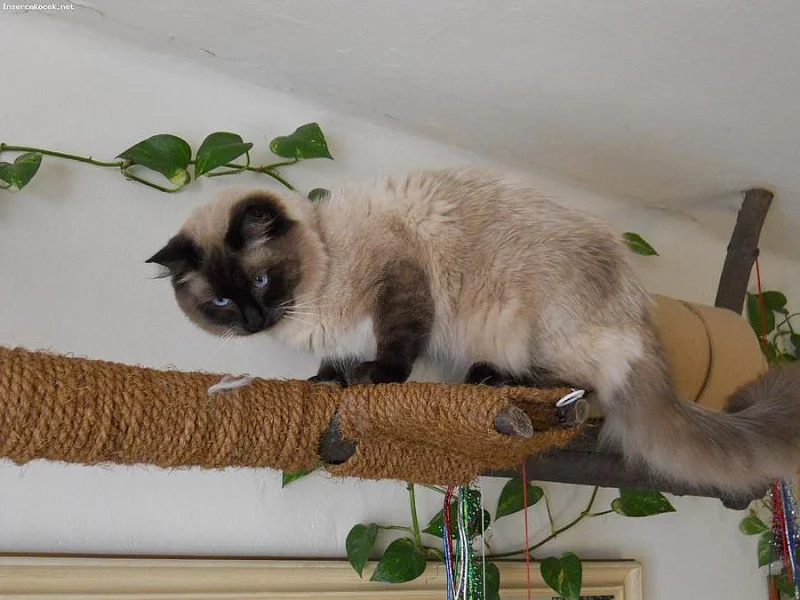 Ragdoll na prodej