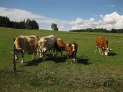 Tři býky na dokrmení. Dále dvě až tři 3 krávy. Venkovní chov