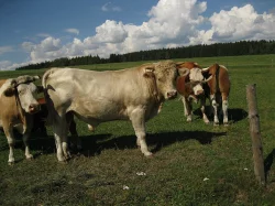 Tři býky na dokrmení. Dále dvě až tři 3 krávy. Venkovní chov