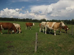 Tři býky na dokrmení. Dále dvě až tři 3 krávy. Venkovní chov