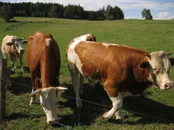 Tři býky na dokrmení. Dále dvě až tři 3 krávy. Venkovní chov