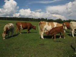 Tři býky na dokrmení. Dále dvě až tři 3 krávy. Venkovní chov