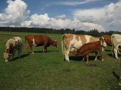 Tři býky na dokrmení. Dále dvě až tři 3 krávy. Venkovní chov