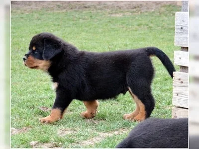 Rottweiler štěňata na prodej.
