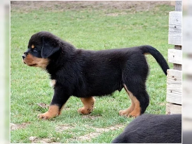 Rottweiler štěňata na prodej.