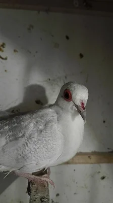 holoubek diamantový
