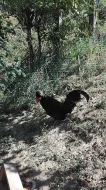 holanďanka