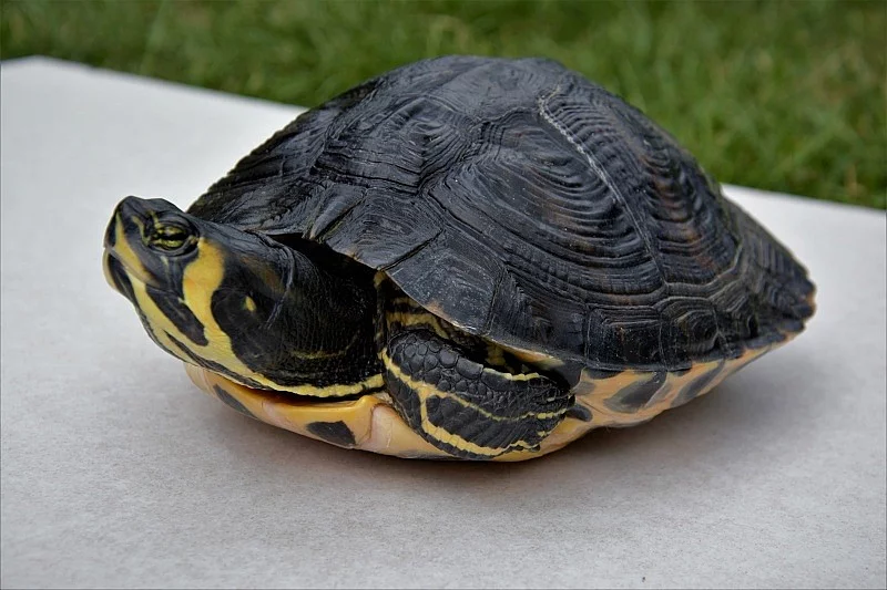 Prodám krásnou vodní želvu