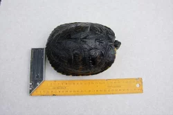 Prodám krásnou vodní želvu