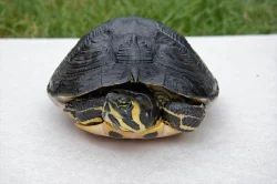 Prodám krásnou vodní želvu