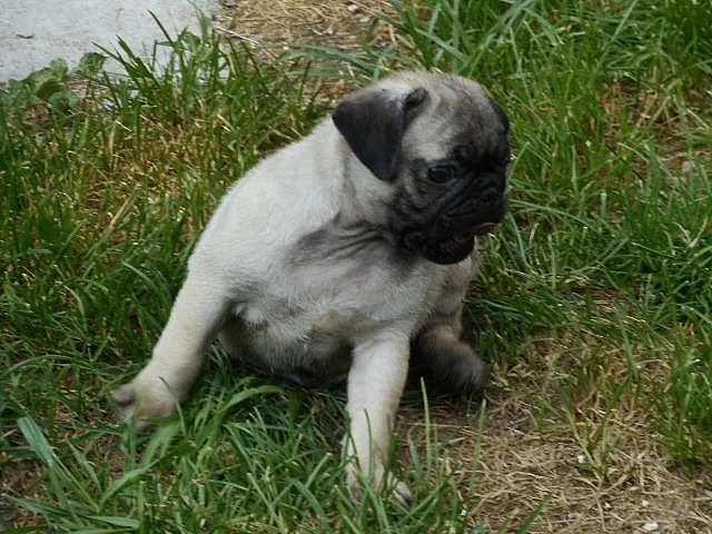 Mops - štěňata bez pp