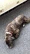 Cane corso