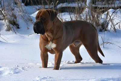 Cane corso s PP