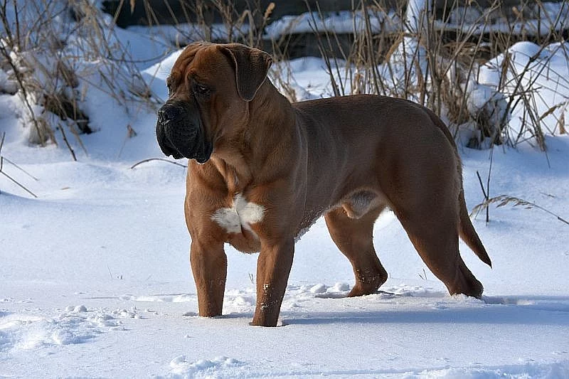 Cane corso s PP