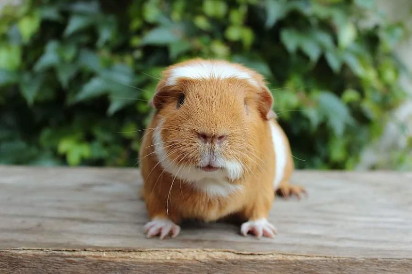 Morče s PP- anglický crested