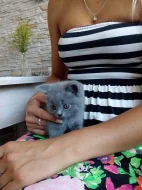 PRODAM BRITSKA SEDA A BICOLOR KOTATKA