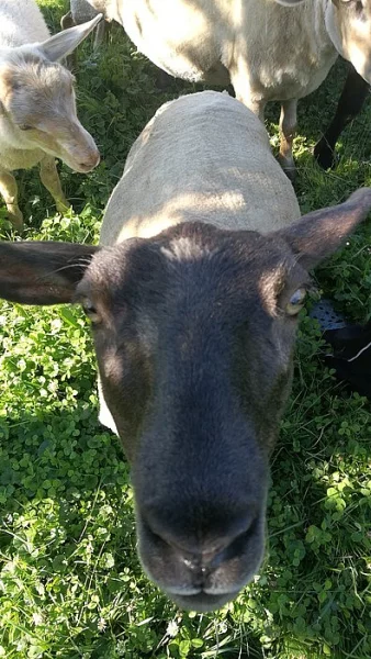 Prodám dubnová jehňata