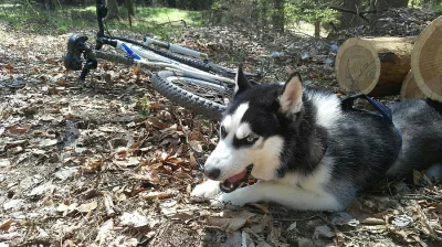 Krytí Siberian Husky Psem