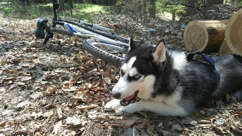 Krytí Siberian Husky Psem