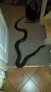 Krajta tmavá (Python bivittatus) dospělý samec