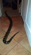 Krajta tmavá (Python bivittatus) dospělý samec